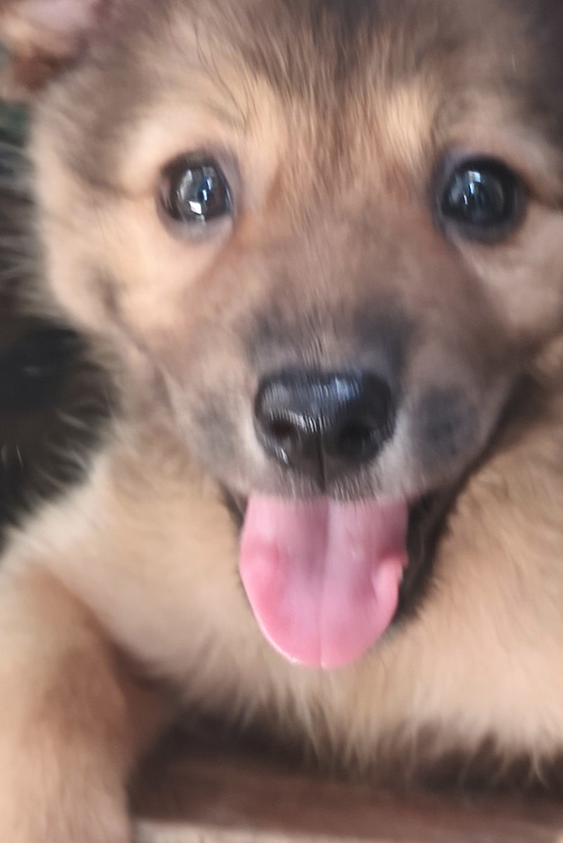 rojspace's tweet photo. co-parenting with my cousin over a puppy named Mochi 🐶🤣 https://t.co/8pZsac1weW