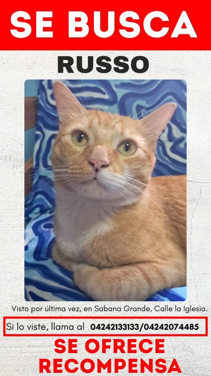 PerroUsuario's tweet photo. Se busca a Russo en Sabana Grande, Caracas https://t.co/elD9IrxMYw