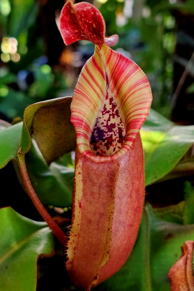 hobogato's tweet photo. N. veitchii ("big mama" x "pink candy cane") CAR-0001, N. LVB yellow X Veitchii (K) #2 CAR 0109, N. veitchii "Phil Mann" BE-3482, N. clipeata AW clone U https://t.co/gssHDGXUhY