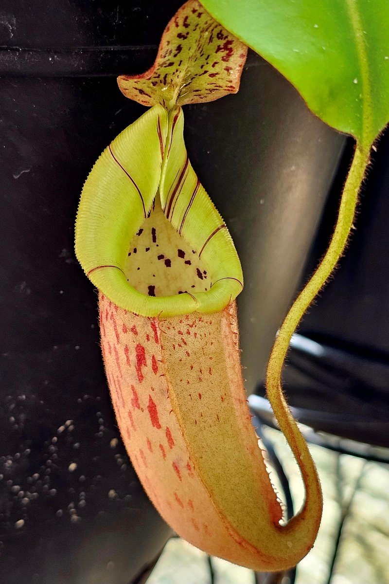hobogato's tweet photo. N. lowii (Murud) BCP N2005 sg, N. burbidgeae x veitchii https://t.co/xvldWUT6Uz
