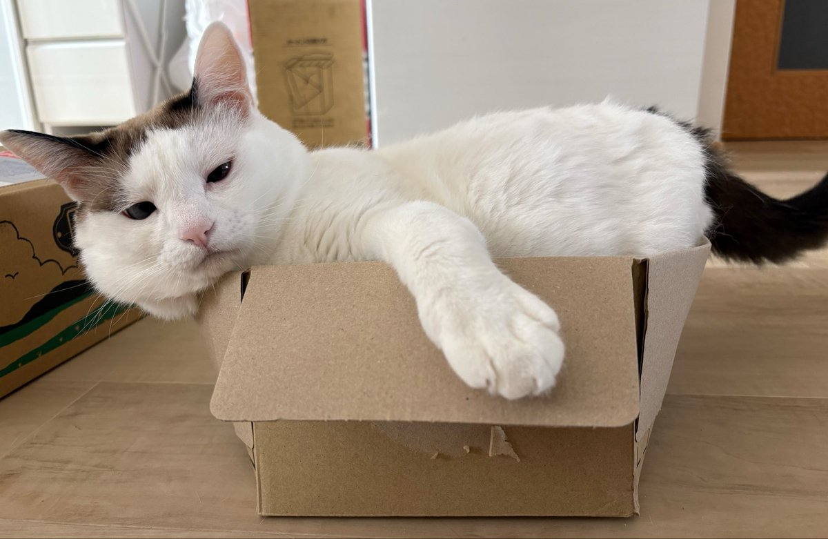 oliveandcat's tweet photo. その箱窮屈じゃない？ https://t.co/sIoT1atOIU