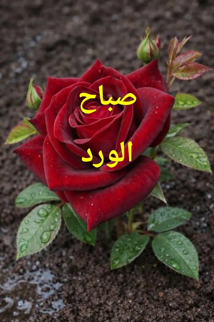 sadek_algbore's tweet photo. @Alii2244Ali https://t.co/1qeoD5nYZq