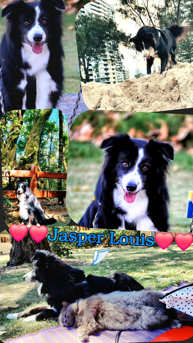 AnnQld1's tweet photo. At 4am I found him very ill. He passed around 9.30/10.
Jasper was wonderful. Full of energy at 12 and half.
Last night I posted first fun selfie in a long time with my boy.
Today am posting these. His favourite places. Beach to rainforest. Hug your fur babies. 🐈‍⬛🐶🌈💔💔💔 https://t.co/omlcjQg3Al