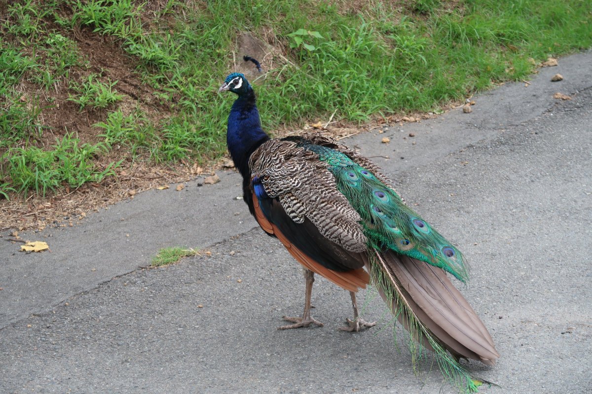 SORA02952234's tweet photo. 伊豆シャボテン動物公園
たくさんの動物たちに会いたくてオープン時間に合わせて入場。
クジャクな、リスザルが放し飼い。
さまざまな動物たちも檻や柵が少ないので距離が近い。
動物たちにおやつをあげるとさらに距離が近い！
#伊豆高原 https://t.co/XEtERT0Hp1