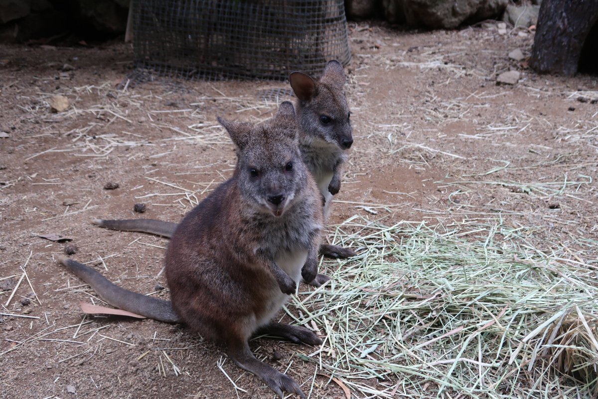 SORA02952234's tweet photo. 伊豆シャボテン動物公園
たくさんの動物たちに会いたくてオープン時間に合わせて入場。
クジャクな、リスザルが放し飼い。
さまざまな動物たちも檻や柵が少ないので距離が近い。
動物たちにおやつをあげるとさらに距離が近い！
#伊豆高原 https://t.co/XEtERT0Hp1
