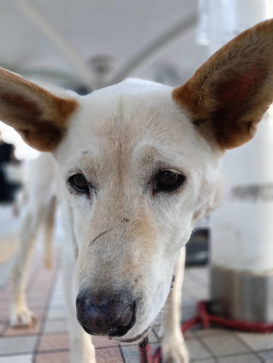 JCDLkawashima's tweet photo. 参加メンバー
🐕犬🐕
・紀州犬ミックスのアロー　１１歳 ♀
・パピヨンのコロ　５歳　♂
・チワックスのリン　９歳♀
・チワックスのマリ　１０歳♀
#JCDL https://t.co/YO7Xfe3e1n