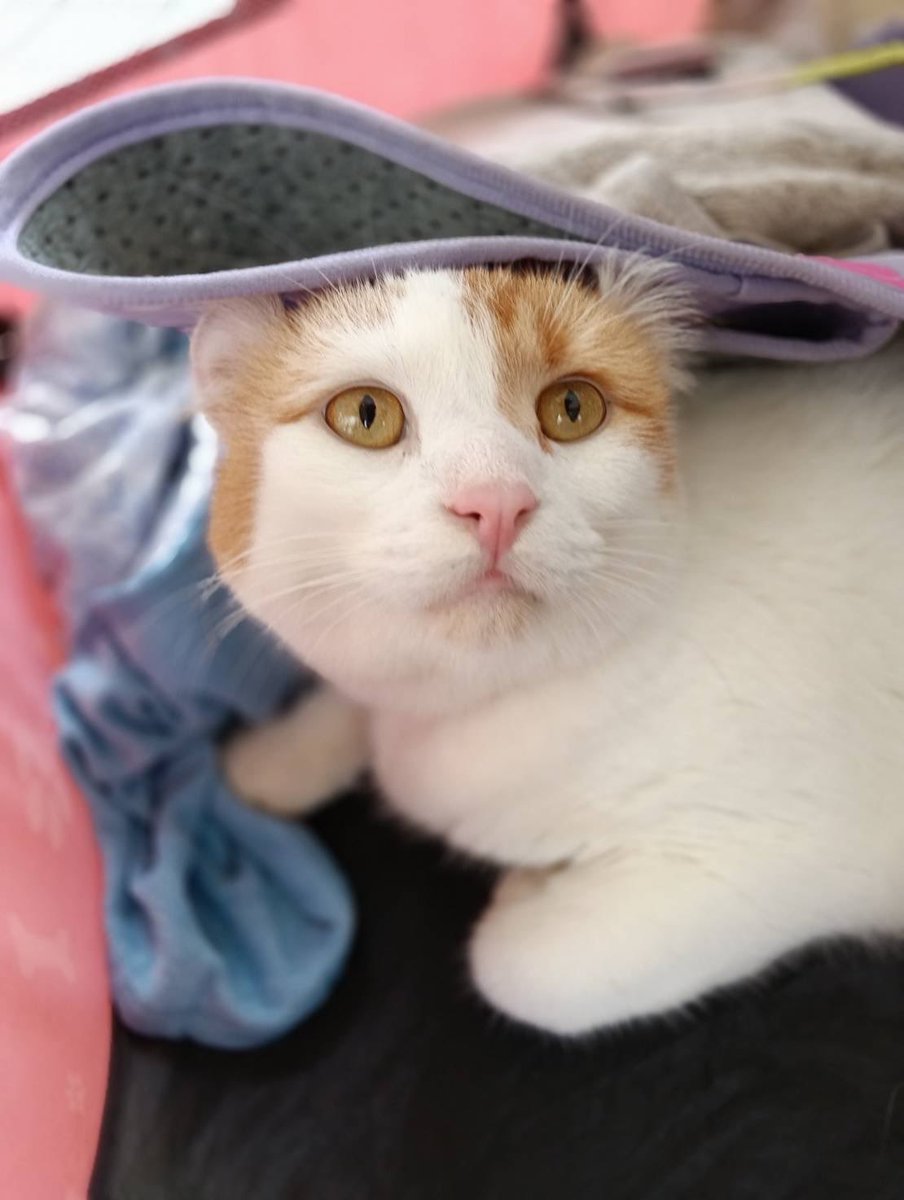 JCDLkawashima's tweet photo. 参加メンバー
🐈‍⬛猫🐈‍⬛
・アメリカンカールのトラ　４歳　♂
・サビ猫のカボス　７歳　♀
・ブリティッシュショートヘアの
ホワイティ　７歳　♀
＃動物愛護 https://t.co/WXrUXNq3Dc