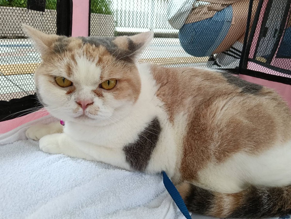 JCDLkawashima's tweet photo. 参加メンバー
🐈‍⬛猫🐈‍⬛
・アメリカンカールのトラ　４歳　♂
・サビ猫のカボス　７歳　♀
・ブリティッシュショートヘアの
ホワイティ　７歳　♀
＃動物愛護 https://t.co/WXrUXNq3Dc