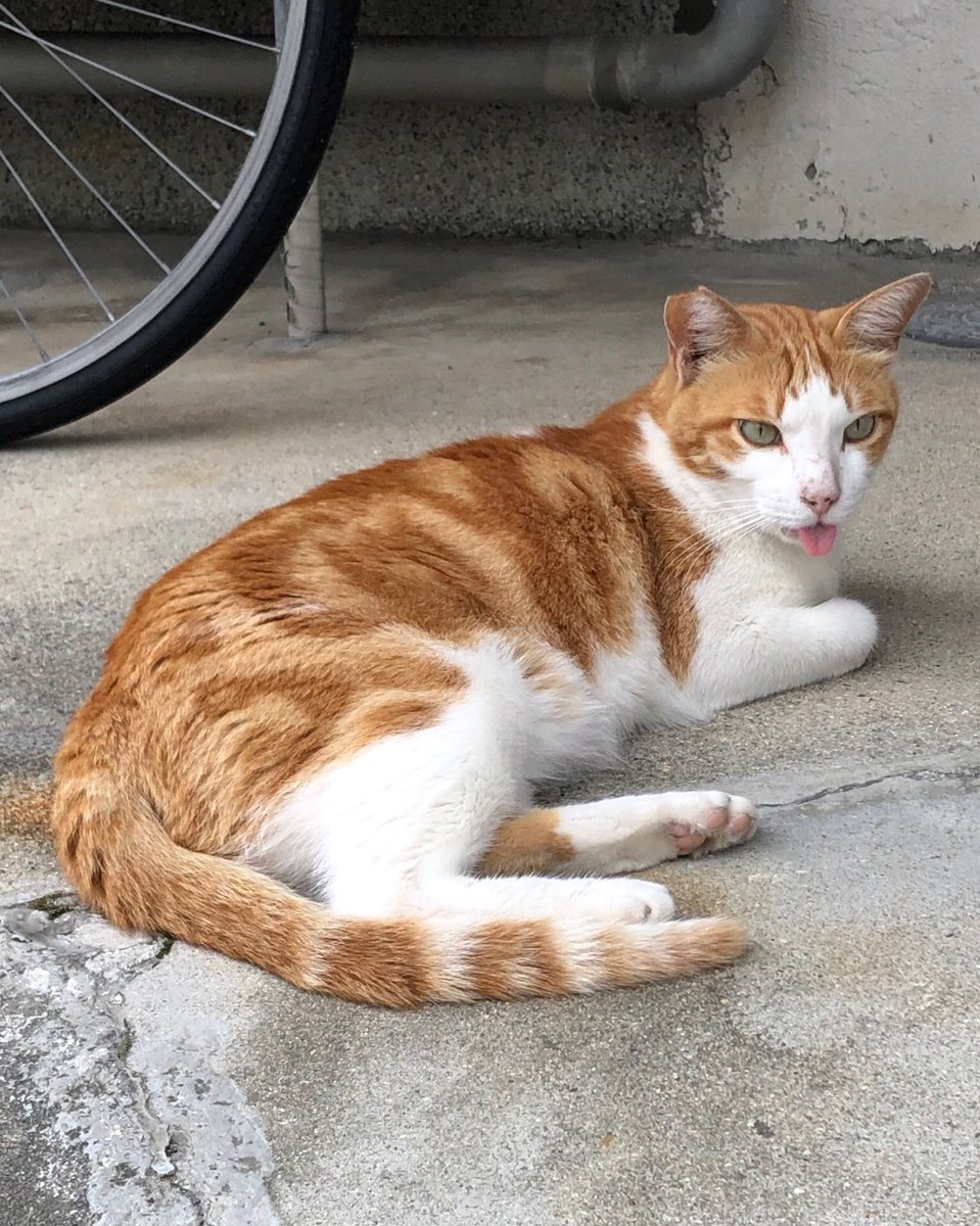 SATORU02709164's tweet photo. 【 2026年9月13日(日曜日) 】

家の周りの地域猫
舌をしまい忘れてる

#猫 #野良猫 #地域猫 https://t.co/VUVzOCFD7T