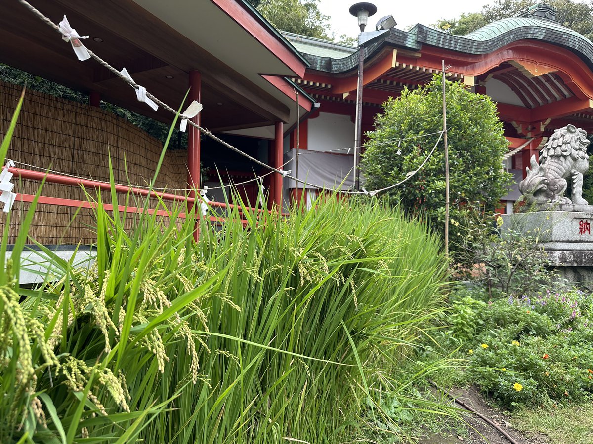 M8C7e's tweet photo. こんにちは♪

ブラタモリの余韻のまま…😛
御参りして来ました⛩️

9月13日　日曜日

#御朱印
#熊野神社 https://t.co/b0WIYXt2JE