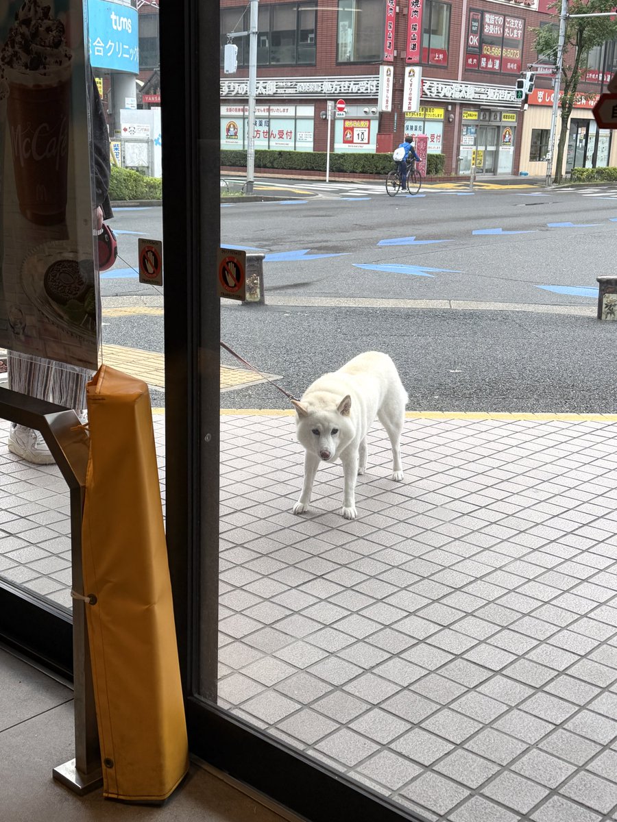sirosibainu's tweet photo. マックの中を覗き見る犬 https://t.co/ZB5UwjaASm