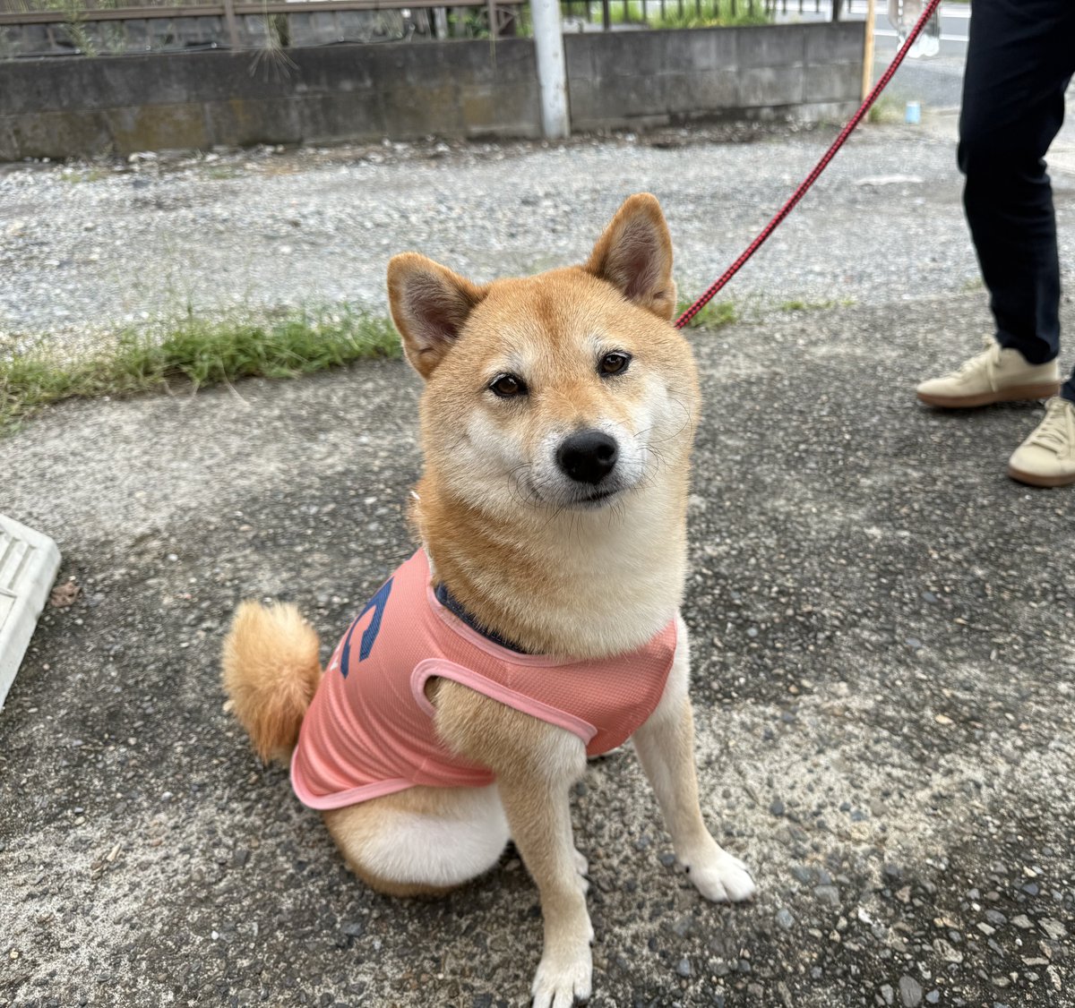 creampetshop's tweet photo. かなちゃん💕
ご来店ありがとうございました☺️ https://t.co/0BFwVYJwBk