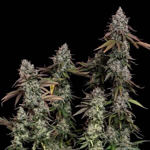 popeyeseed's tweet photo. OG Kush

ユーザーの間ではおなじみのブランドです。Highlife Cannabis Cup で 1 位を獲得したこの品種は、優れた効力と松や燃料の香りがほのかに漂うあの象徴的な甘い柑橘系の香りを誇ります。
安定した信頼性の高い品種。 https://t.co/K0bke7oZMn