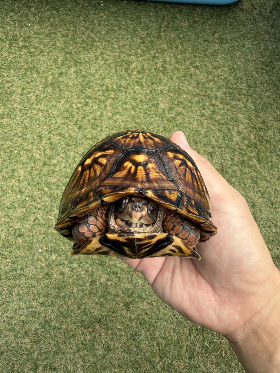 pirahu0805's tweet photo. 細身のトウブ♀
#トウブハコガメ https://t.co/CONcMwd7pm
