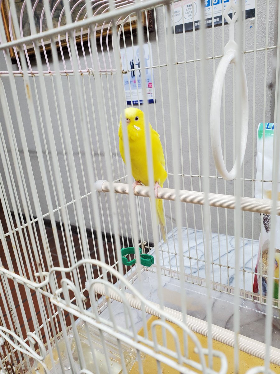 sika_sika0111's tweet photo. 大阪府藤井寺市にてセキセイインコ保護しました。
羽曳野警察署に迷子鳥届け出してます

9月13日 10:30位にフェンスに止まっていました。人懐っこくすぐに手や肩、頭に乗ってきます。

 #迷子鳥  #保護しました https://t.co/2ENnf7t3hk