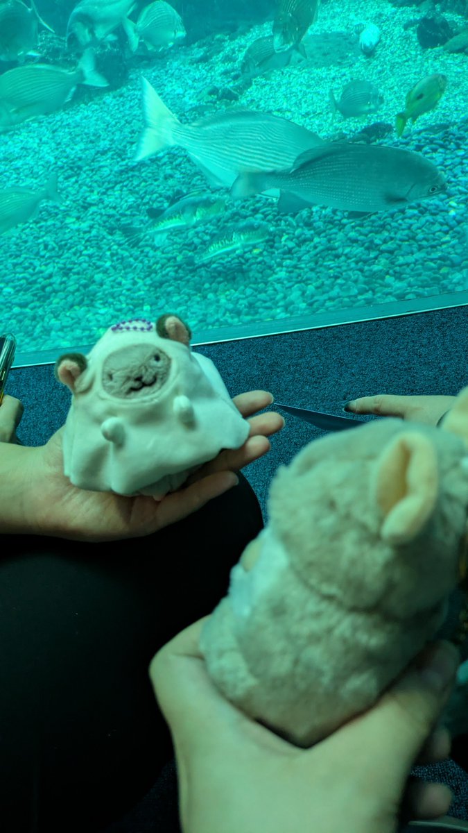 CoC_2zyo's tweet photo. にじょーまる、にじょーまるだよ
にじょーまる、にじょーまるだよ https://t.co/puwjobGBDT