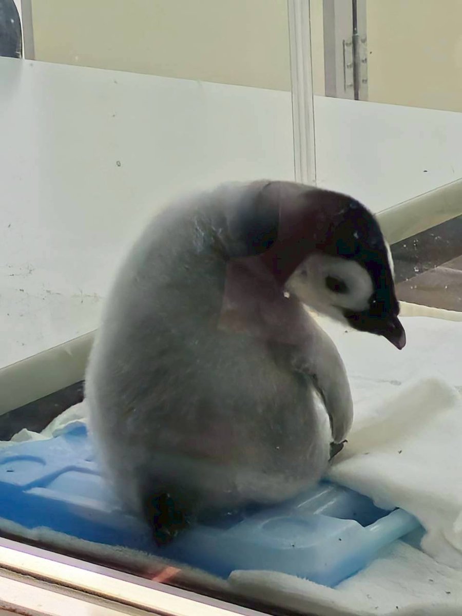 penguin0713sm's tweet photo. ライブ配信を見ていて、どうしても実際に会いたくなって行きました😊あまりの可愛さに観覧の列に何度も並び直し、家族に苦笑されました😅(私は写真を撮るのが下手なので、家族が撮ってくれたものです)
しなやかで柔らかいふわふわよよちゃん🐧　2025.11.1
#ぎゅーっとよよちゃん https://t.co/ZzhZfTWwzY