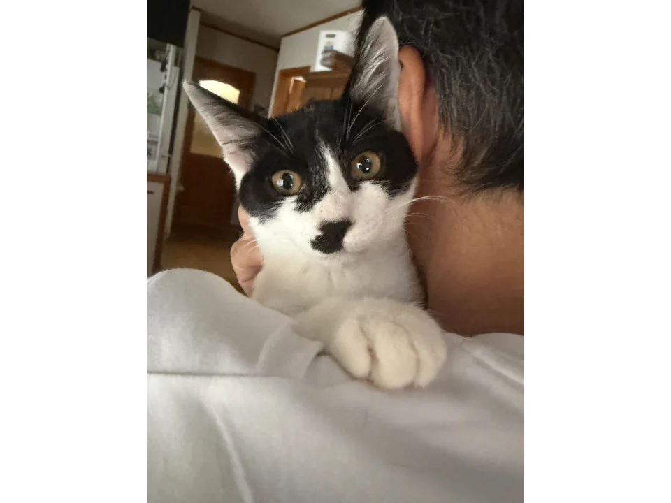 【猫島とあ様専門ページ】 ネコジルシ里親募集《関東》 on X: 