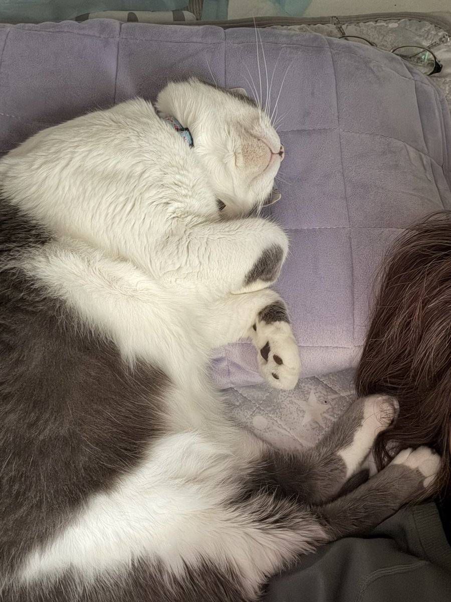 stgtk777's tweet photo. 愛猫、紫暮とワークマンのヒーリング枕カバーで2度寝3度寝ｚｚｚ…. (¦3ꇤ[▓▓] 
#workman_plus 
#wm_online_store 
#ワークマン
#メディヒール https://t.co/4hhb1LpUPg
