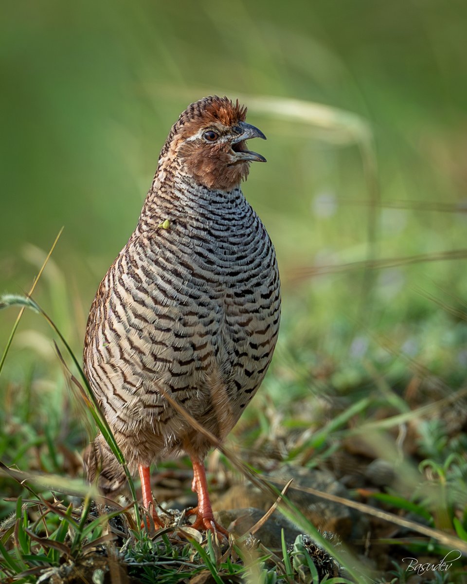 viewfindero's tweet photo. Rock bush quail @ Bhigwan, Maharashtra                                           
#IndiAves #BBCWildlifePOTD #ThePhotoHour #natgeoindia #wildlifephotography #SonyAlpha #BirdsSeenIn2026 https://t.co/wOxeExR99Y