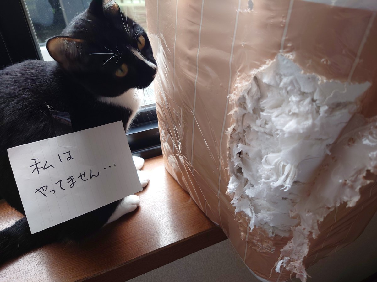puki0519's tweet photo. 猫あるある https://t.co/0R0St45vqn