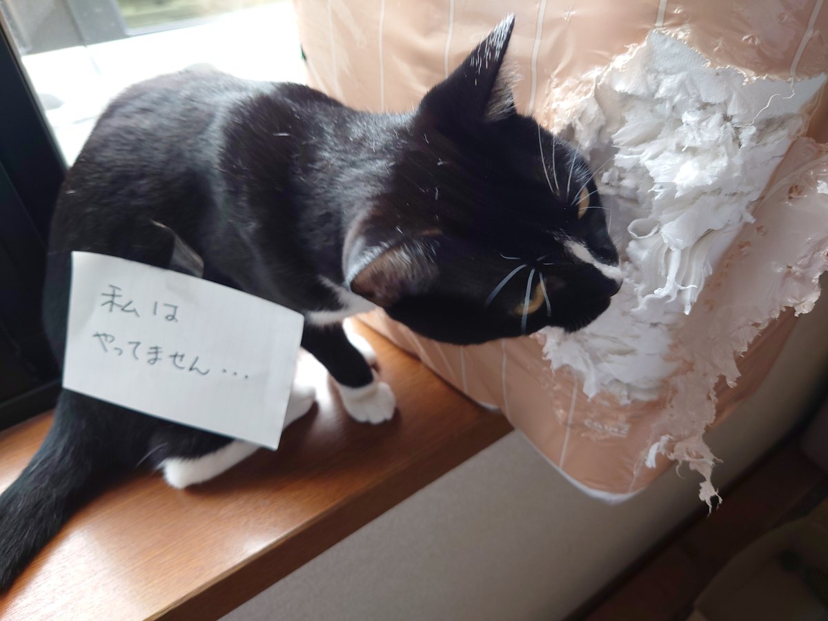 puki0519's tweet photo. 猫あるある https://t.co/0R0St45vqn