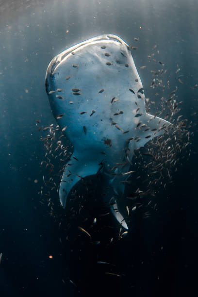 HartertSambsgh's tweet photo. 蝶追い🦋🐱 https://t.co/THTJJU0G93