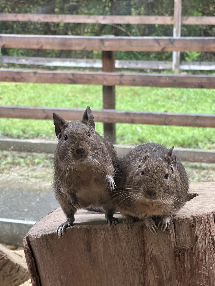活動歴および当時の関連ビジュアル記録