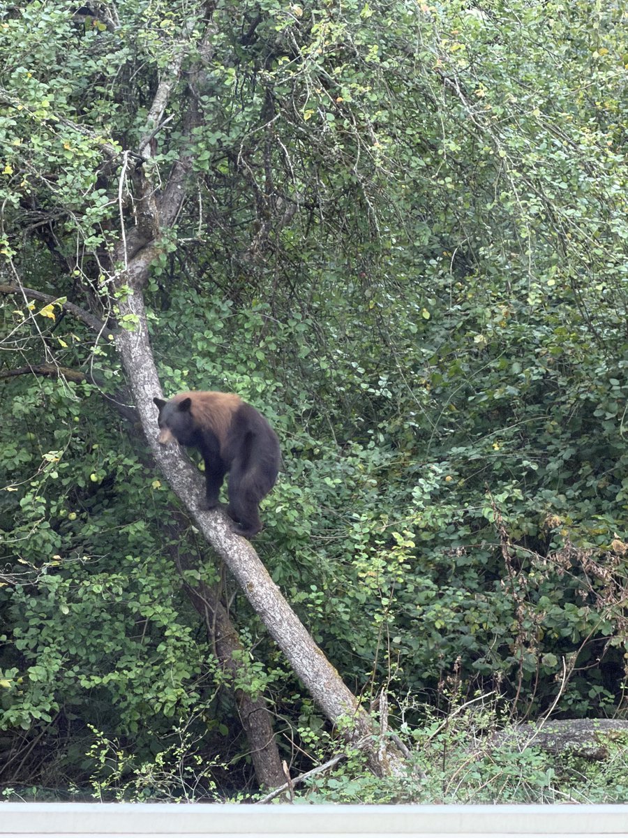 GTWScar's tweet photo. We went to check on the progress of the new house and found a bear and a baby cub in the tree in the backyard. Absolutely wild. Has anyone ever seen that particular fur pattern with the red and black on a bear? https://t.co/O2zB89l9rG