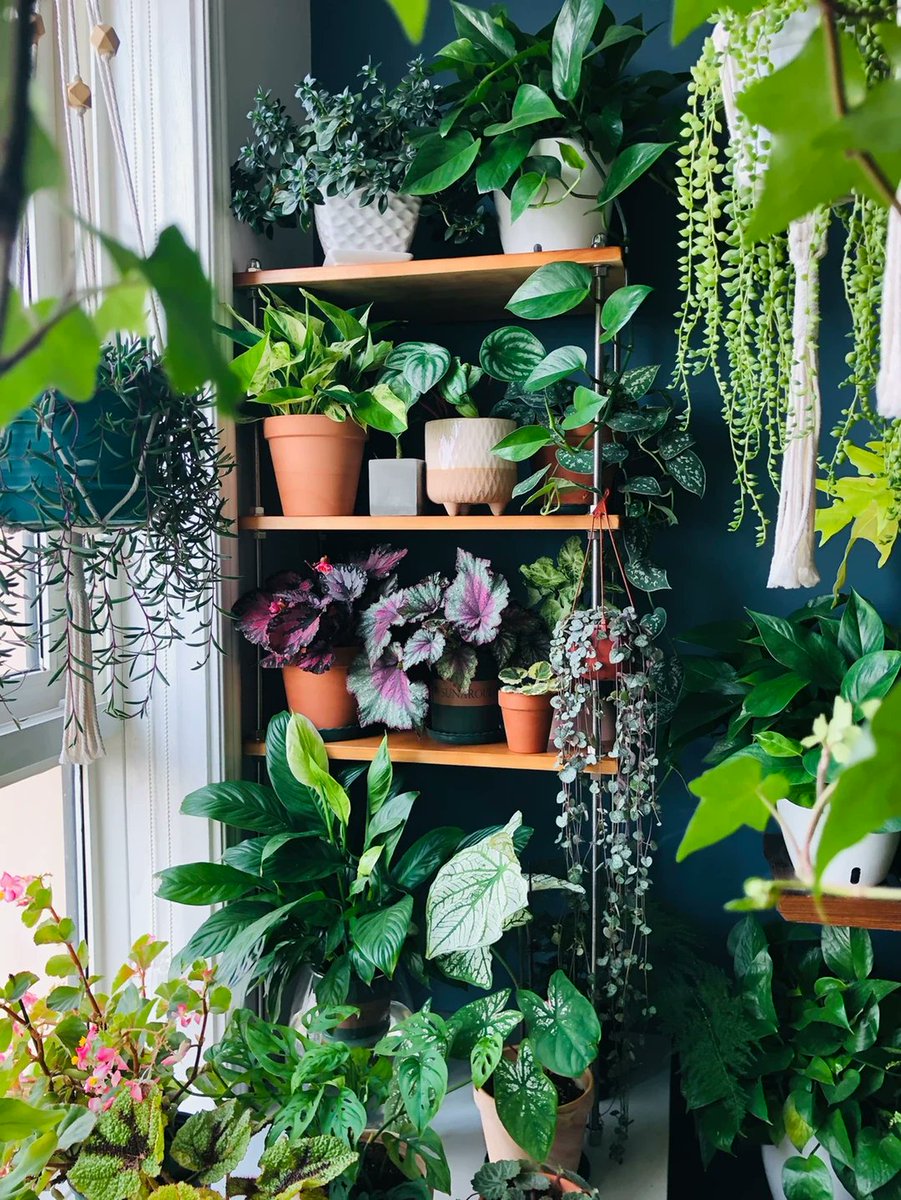FiorellaMicozzi's tweet photo. Just turned an old wooden crate into a cute plant shelf! No fancy tools needed, perfect for small spaces https://t.co/E5diDgbv5B