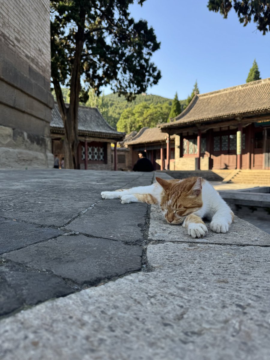anantao7's tweet photo. 在山西真的随时随地吸二手烟 吃饭只要去的不是连锁店 简直是受罪 昨天去了一家店 坐下没多久 又飘来浓烈的烟味 问服务员 能不能让隔壁桌去外面抽烟 
答：你们外地来的吧，我们这餐厅不禁烟
真牛👍 https://t.co/ji0WIpJLn0