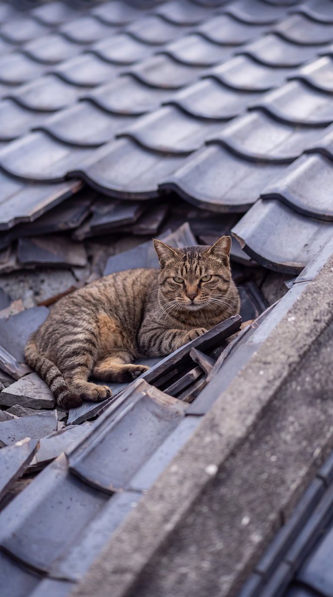 wa_cats's tweet photo. なんだ、猫が降ってきただけか。 https://t.co/0KXTJnqSGL