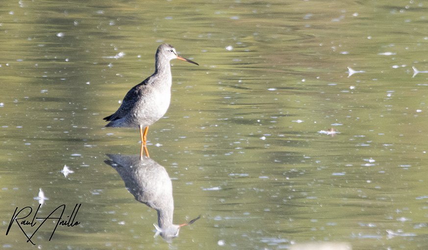 RaulAnillo's tweet photo. Un día cualquiera en los #HumedaleaSalburua
El archibebe oscuro (Tringa erythropus) es una especie de ave charadriiforme de la familia Scolopacidae, caracterizada por sus largas patas rojas y sus hábitos migratorios
 #wildlifephotography 
#wildphoto 
#photowildlife 
#photobird https://t.co/4igp6XOdeg