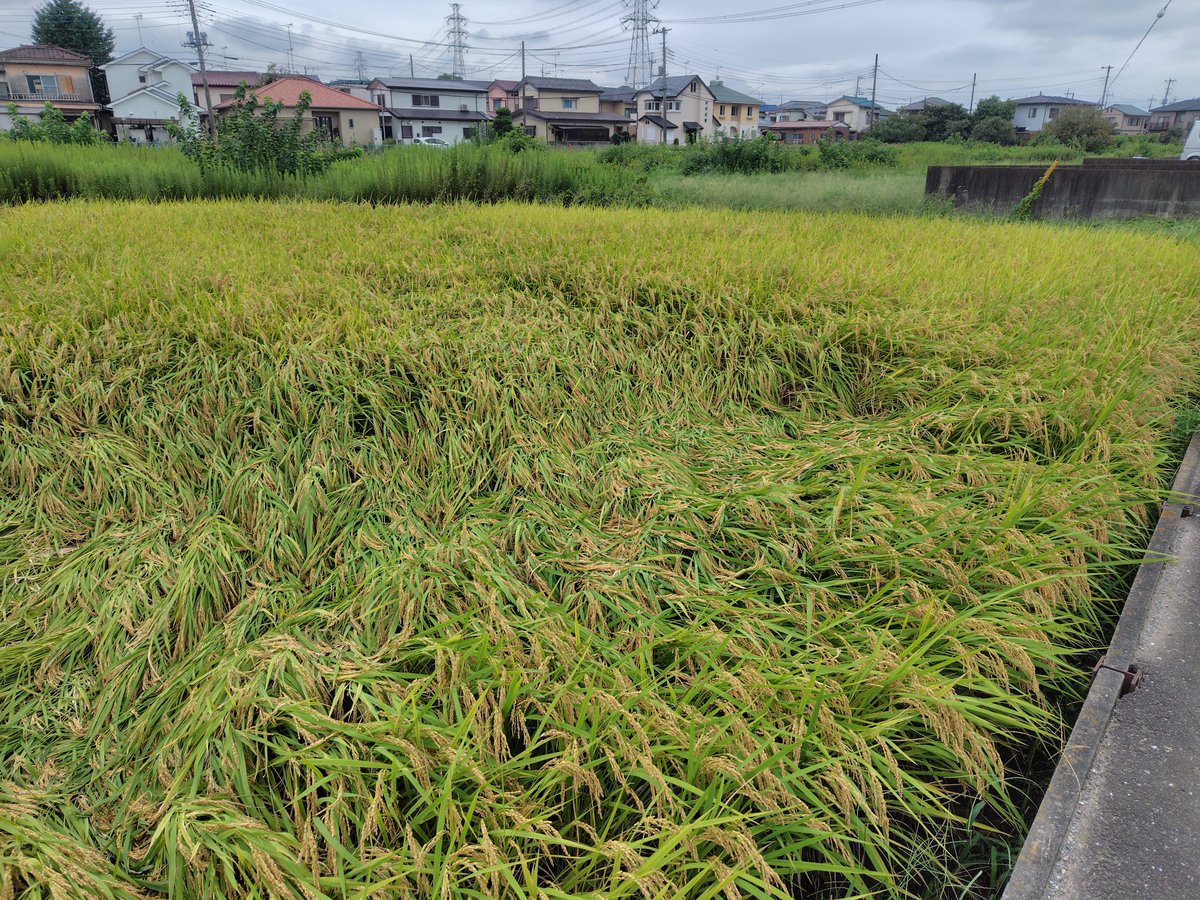 dojay1980's tweet photo. 稲刈りスタート🌾

雨が降り続いていたので稲が限界を迎えております😭

天気を合間をみて
一狩り行こうぜ❗🌾 https://t.co/fIKkL1dNbX