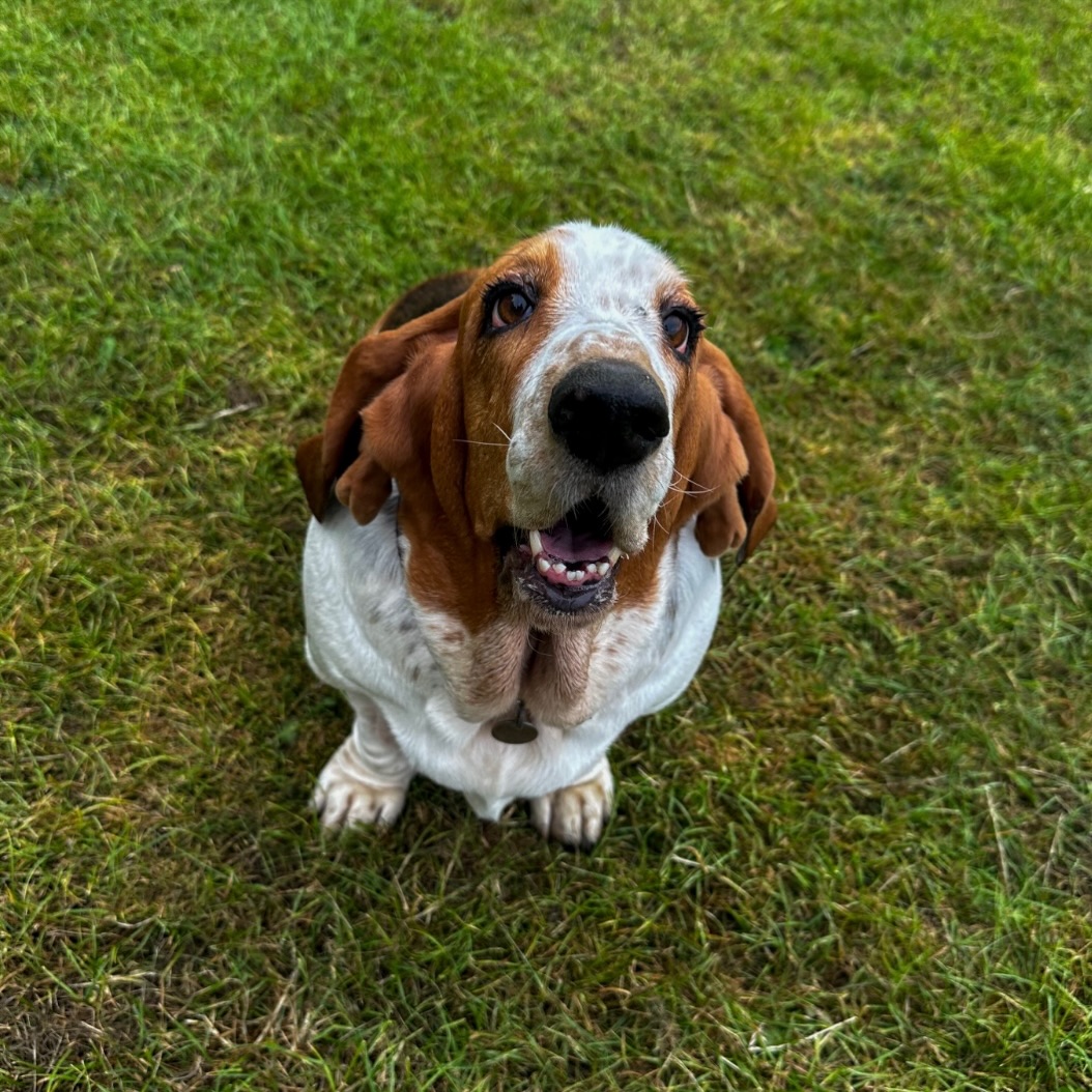 JanellaJes's tweet photo. Photo by Phoebe on July 13, 2026. May be an image of dog, grass and text. https://t.co/jbcjbisAfE