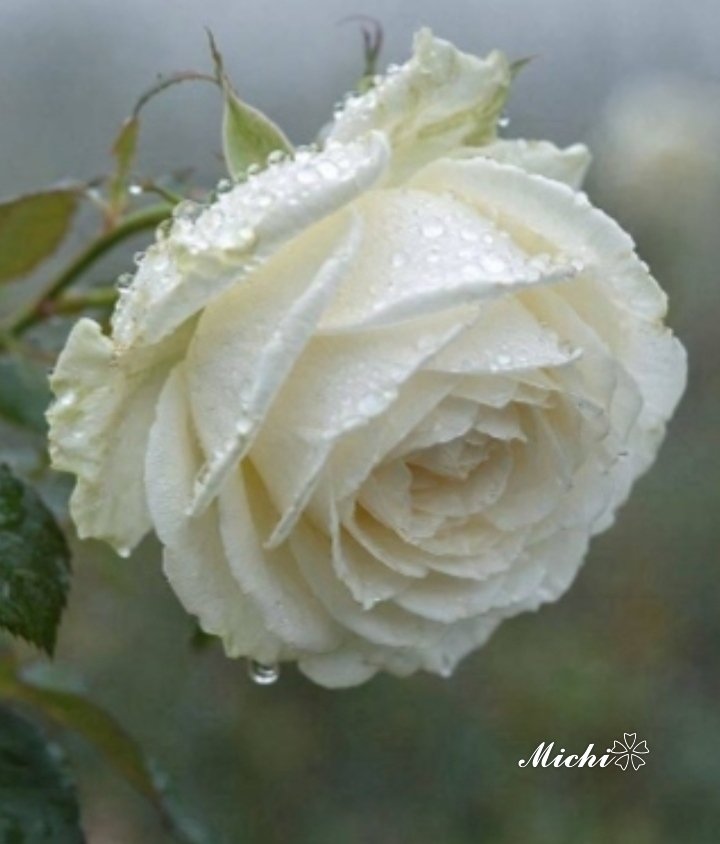michi_ko1201's tweet photo. ─── ･ ｡ﾟ❀
.
　真っ白な
　心に戻りたくて
　
　記憶を
　辿りながら

　絡みあった糸を

　少しずつ
　少しずつ

　解きほぐしていく……🌱

.
#穏やかな一日を.🤍 https://t.co/tu5udvP0VX