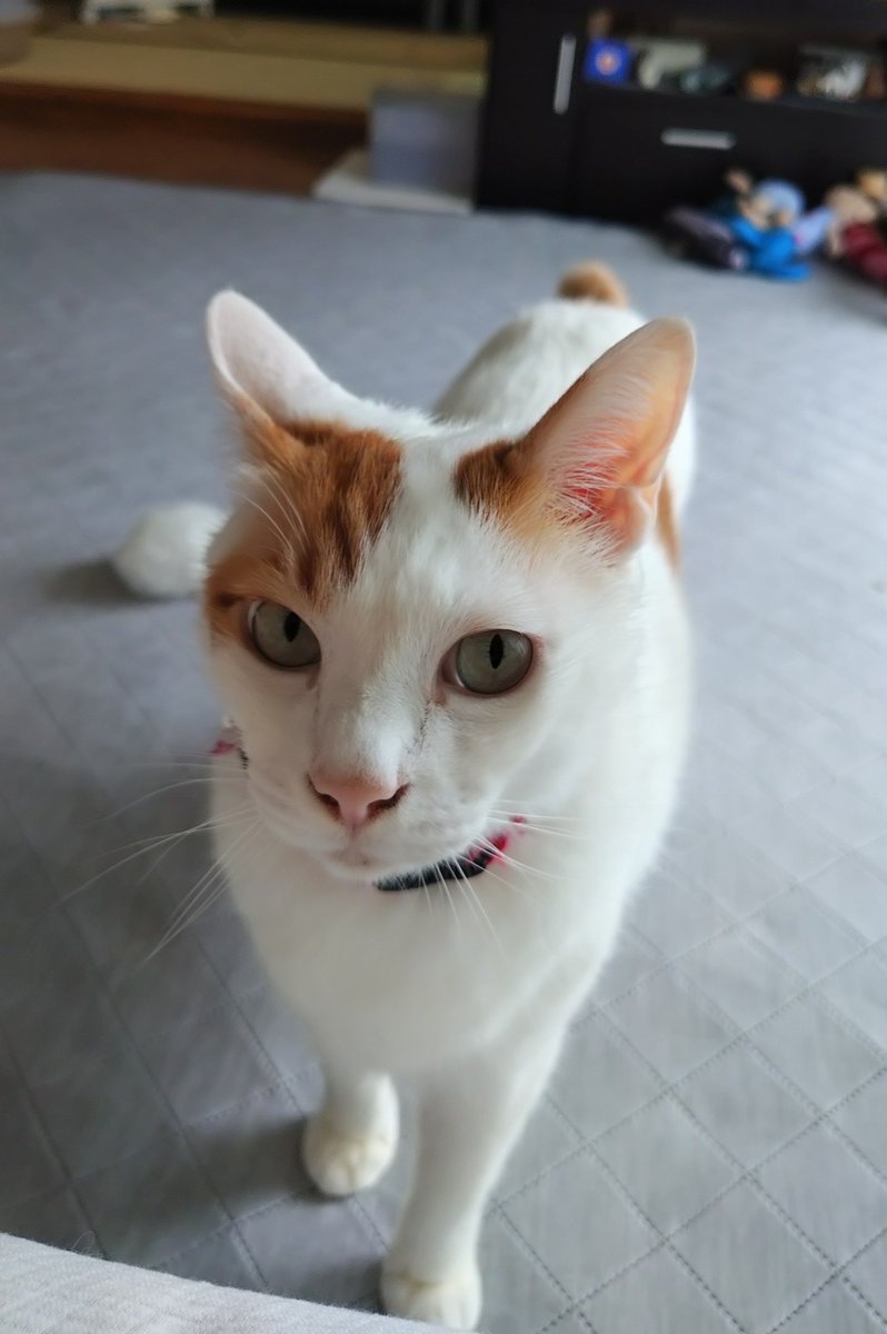 chiho0723's tweet photo. ひざに乗りたいねこ https://t.co/TwrRKLeDrD