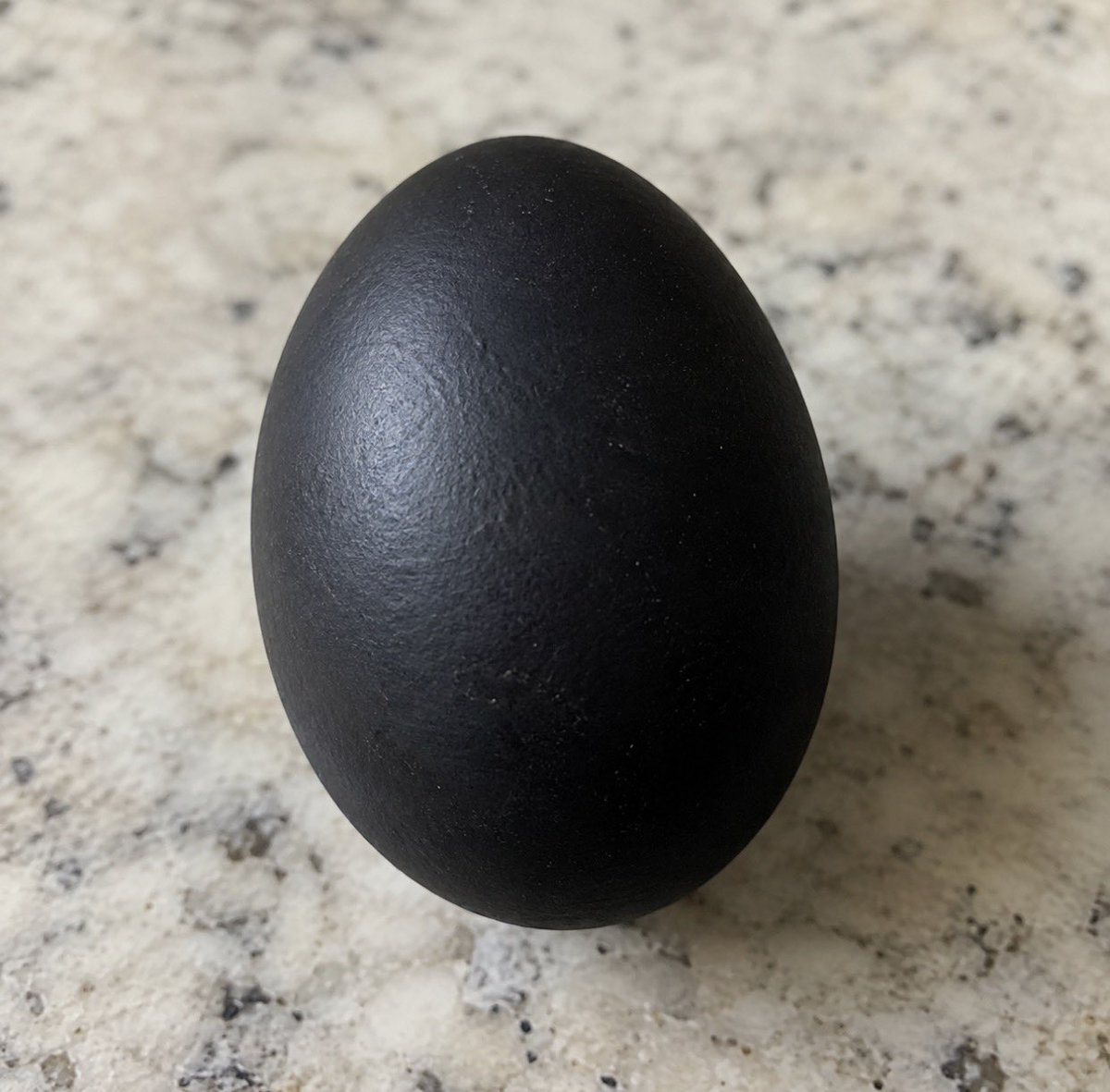 mikejb0147's tweet photo. An ordinary shell. An unknown story. That’s  how life is…… ✌️🖤🥚 https://t.co/49WqTgEZIH