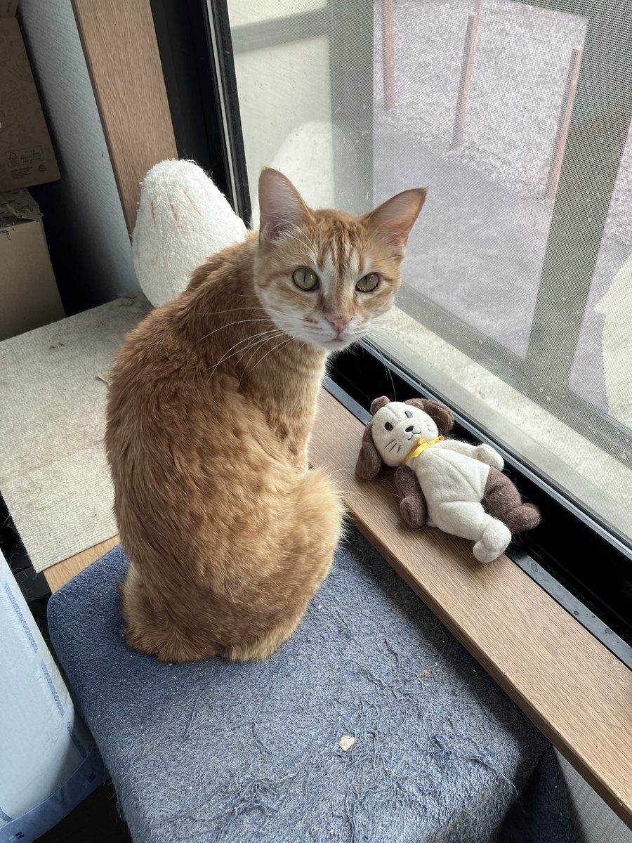 ZUOOEN2896's tweet photo. @neko_magazine #秋のねこまつり2026

ねこの名前:チャミ
飼い主の名前:ZU◯◯EN https://t.co/bWdtKuowa4