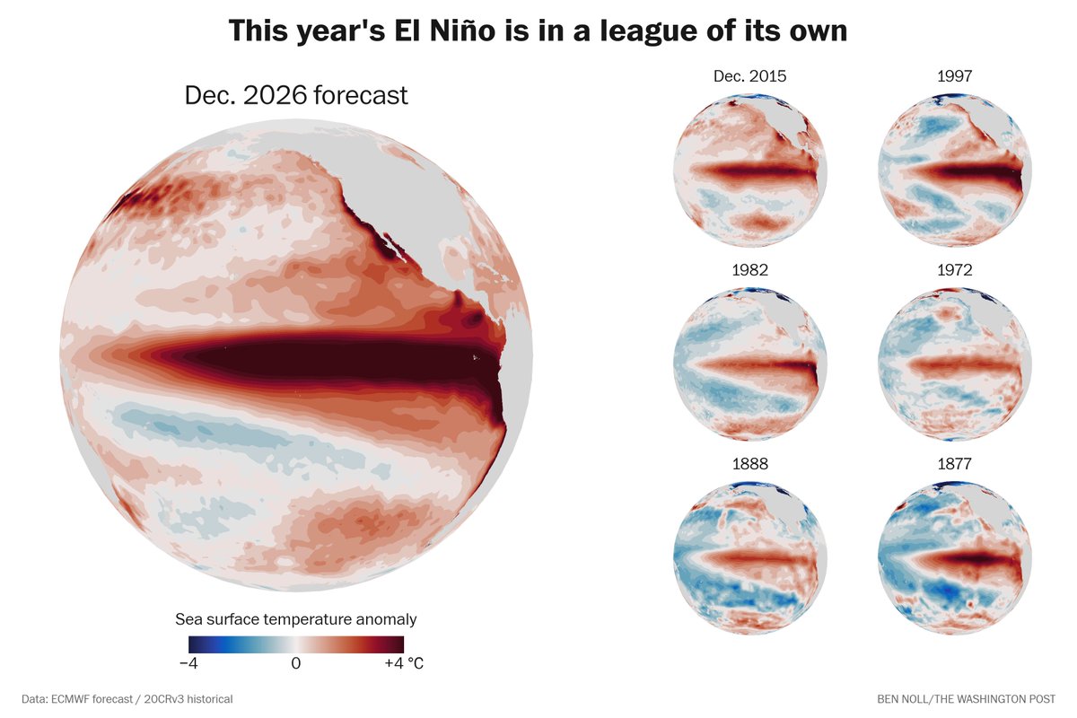 BenNollWeather's tweet photo. Here's what the peak of this year's El Niño will look like next to the six strongest events on record that came before it.

It's in a league of its own, beyond even the “super El Niño” category. https://t.co/PwyxXAlqmp