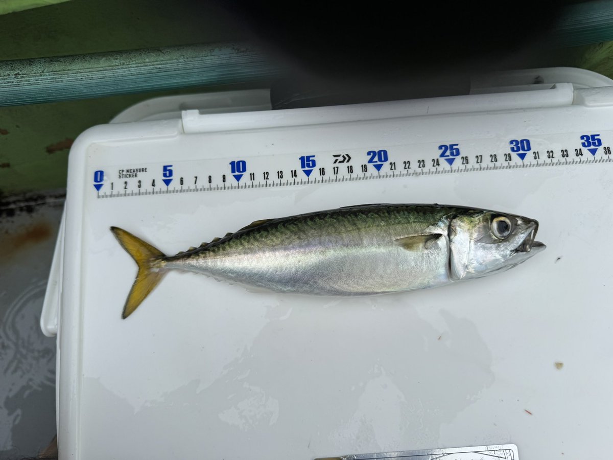 hatabe455's tweet photo. お魚と遊んでました https://t.co/7zdN5mw1ak