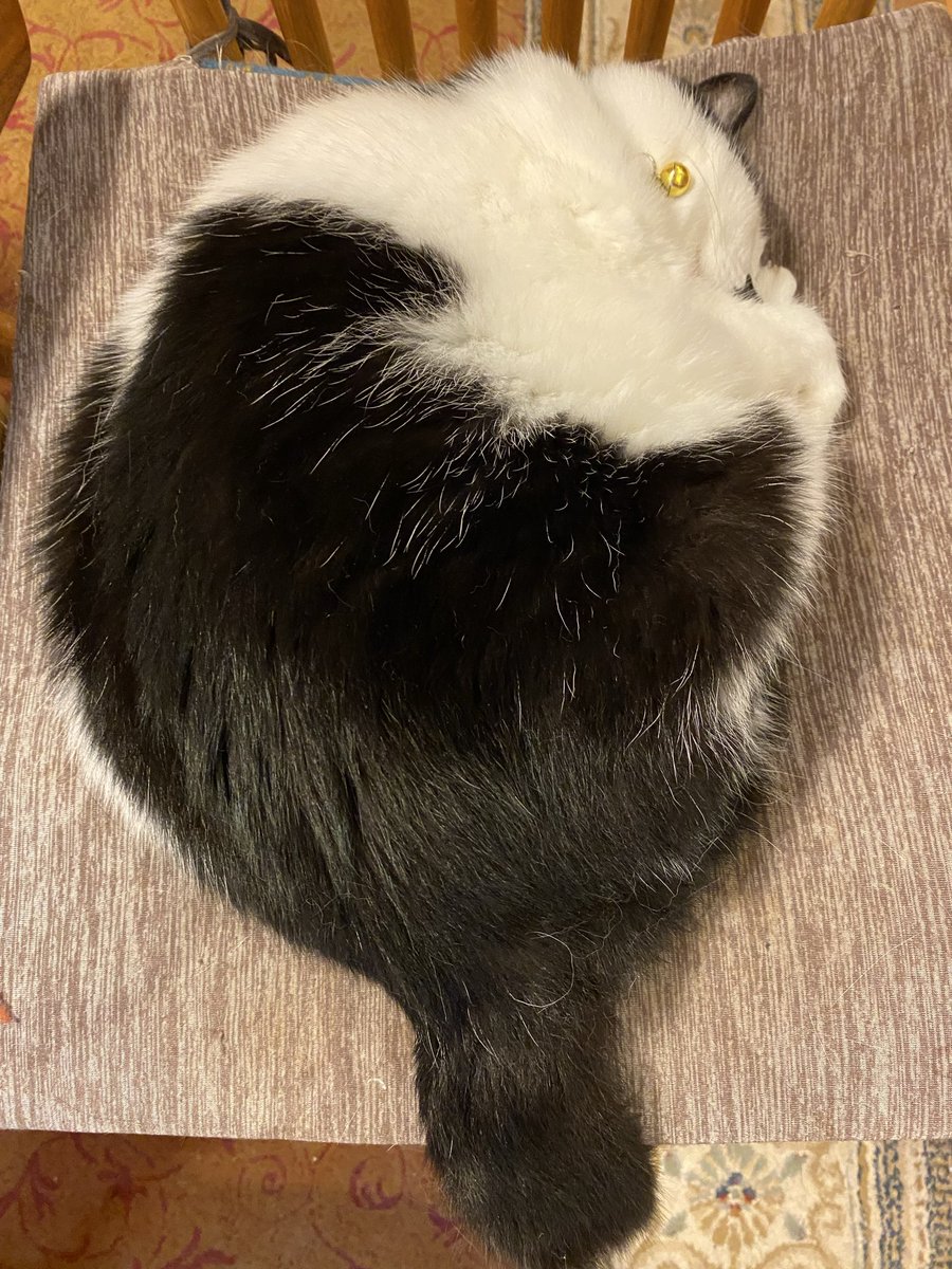 nikechobimaru's tweet photo. 重そうな団扇…落ちてました😅
扇いでみますか？🪭
#猫がいる暮らし #猫のいる幸せ 
#ひげダンはぐっすり https://t.co/ynFDlyPURr