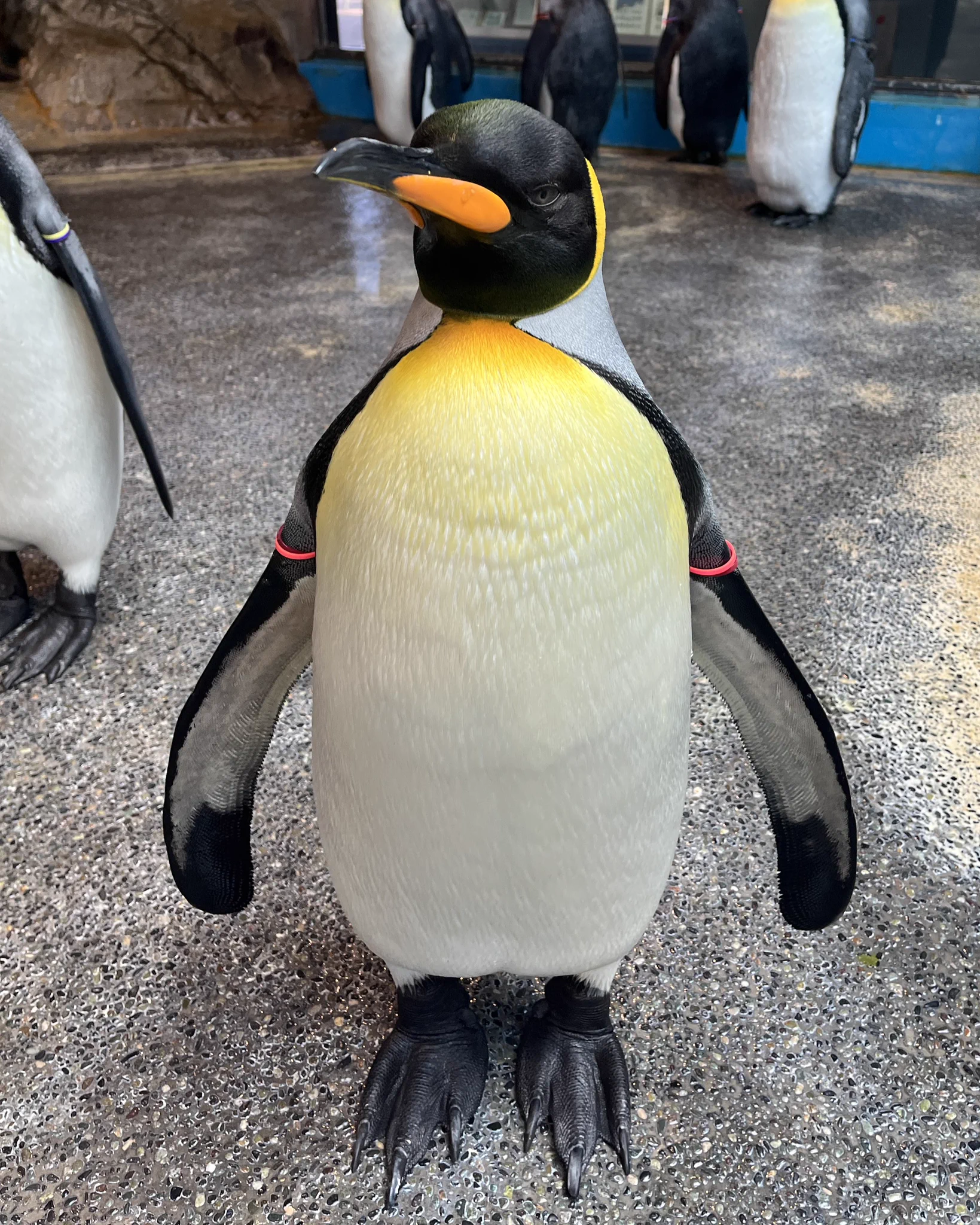 フ*ニ様 長崎ペンギン水族館 KING PENGUIN 茶平工業製31mm径 打 フ*ニ様 長崎ペンギン水族館 KING PENGUIN 茶平工業製31mm径 打