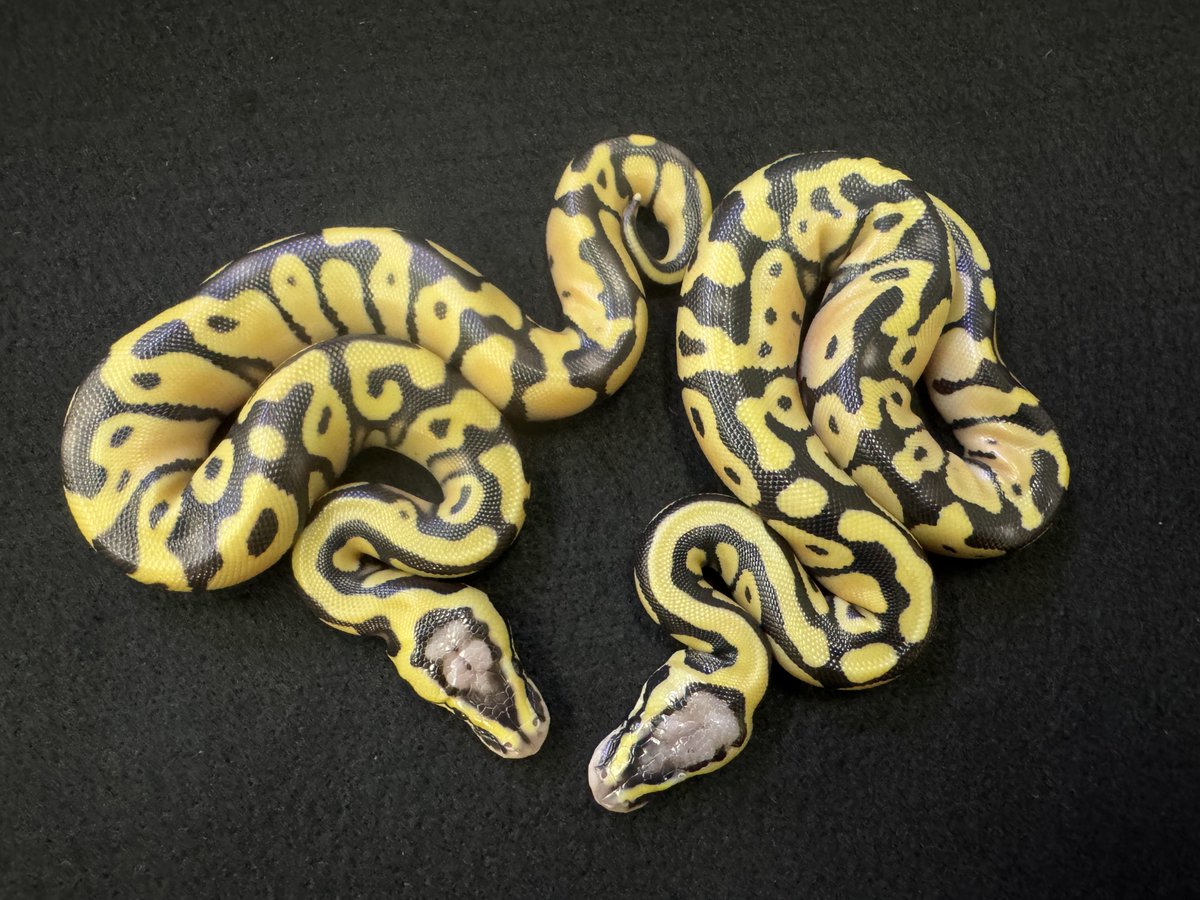 WING_21's tweet photo. 9月10日ハッチ
全部デザゴ

最多コンボは
Vanilla Enchi Desert Ghost het Caramel

当店は小売専門で卸売りは一切しておりません。
販売時はXにてポスト致します。

#WING21
#ボールパイソン
#BallPython
#Pythonregius https://t.co/kKKtMnk1vC