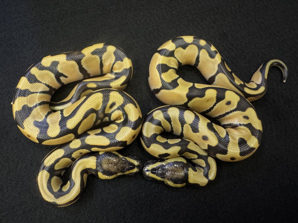 WING_21's tweet photo. 9月10日ハッチ
全部デザゴ

最多コンボは
Vanilla Enchi Desert Ghost het Caramel

当店は小売専門で卸売りは一切しておりません。
販売時はXにてポスト致します。

#WING21
#ボールパイソン
#BallPython
#Pythonregius https://t.co/kKKtMnk1vC
