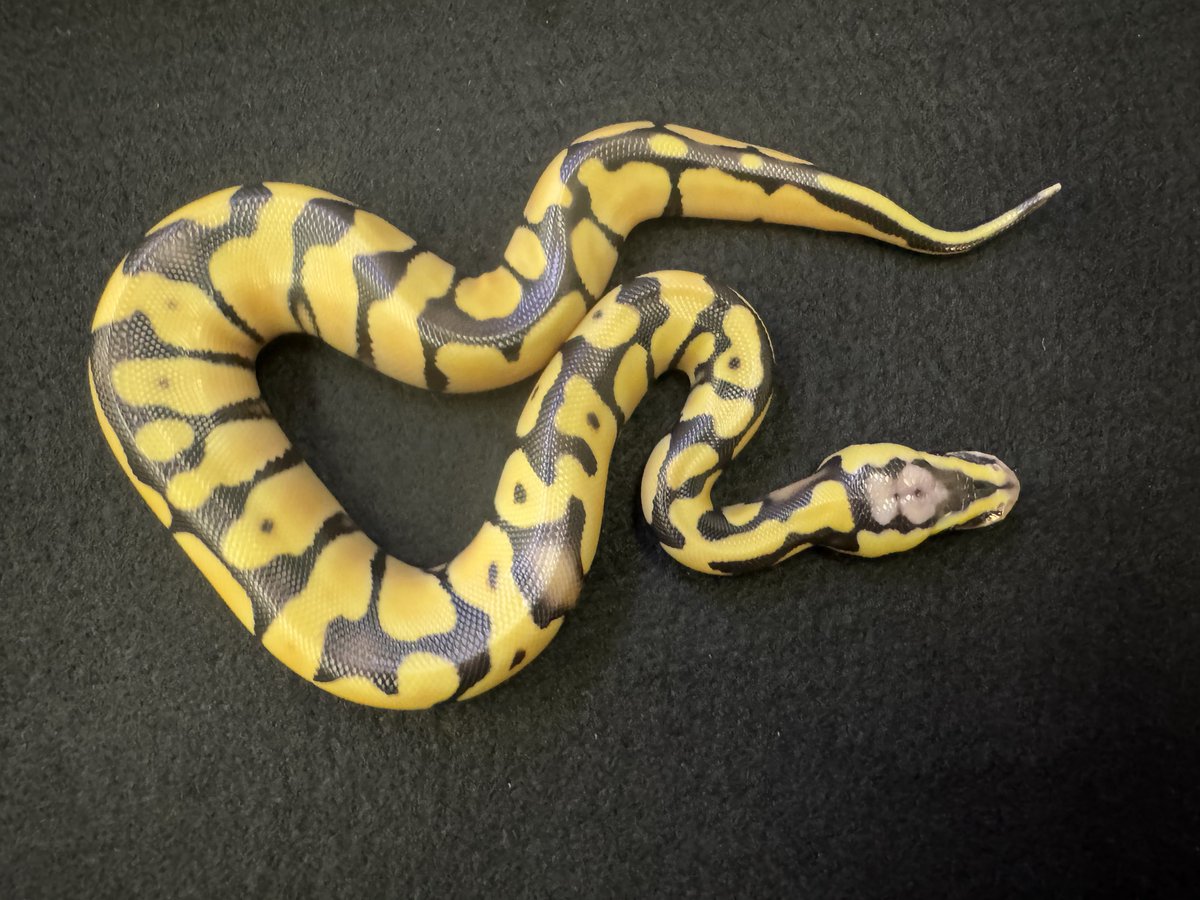 WING_21's tweet photo. 9月10日ハッチ
全部デザゴ

最多コンボは
Vanilla Enchi Desert Ghost het Caramel

当店は小売専門で卸売りは一切しておりません。
販売時はXにてポスト致します。

#WING21
#ボールパイソン
#BallPython
#Pythonregius https://t.co/kKKtMnk1vC