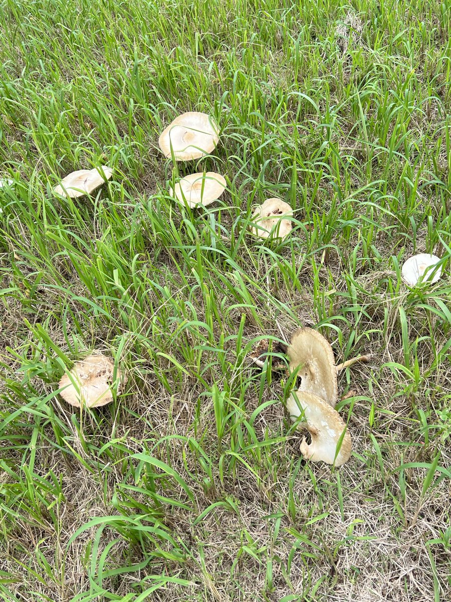 aNZOSBdLm6BFRyh's tweet photo. お散歩から帰宅😮‍💨💦

なんだか，あちこちに不思議なキノコが🍄ウジャウジャ出てました

どうせ食べられないキノコだろうから　触りはしないけど💦😅 https://t.co/ZOSWIijBrl