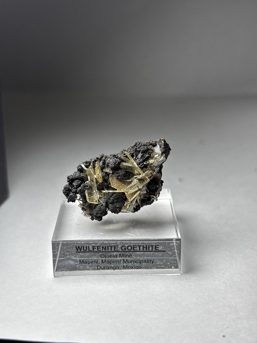 Shtone14's tweet photo. @codexminerals コーデックスさんで横浜ミネラルザワールド春でお迎えしたウルフェナイト1/2
引っ越して静岡開催に行けなくなったので競争率が上がった…気がする。
ゲーサイトに薄色のウルフェナイトが映えて美しい
#wulfenite https://t.co/hJMONc9Hmu