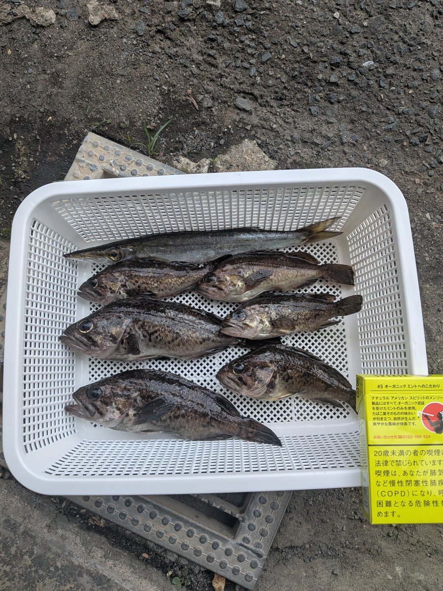 Bushidou61's tweet photo. 昨日、夕暮から今朝まで
週間なので人が大勢
青物良きポイントとれず

前にエギングやっていたが
初ワーム
もう少し大きいサイズがいいな
塩焼きしたら身がなくなってい��う😢 https://t.co/Pa3mLOlG9p