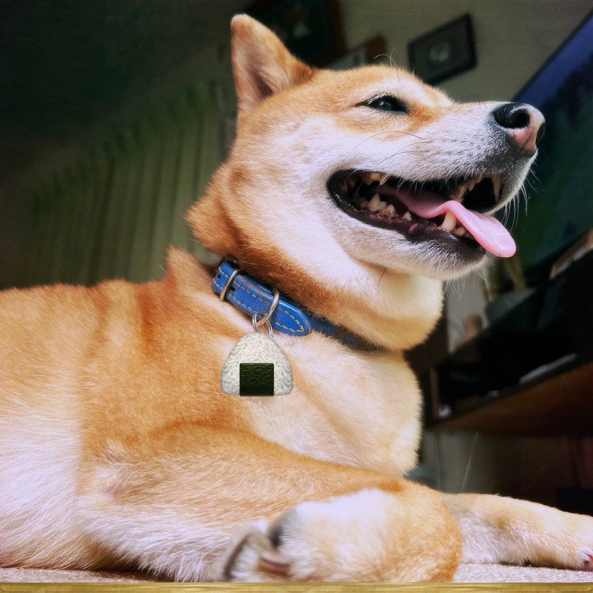 get_no_yum's tweet photo. 実家のｲｯﾇ https://t.co/vn9Nr83LrR